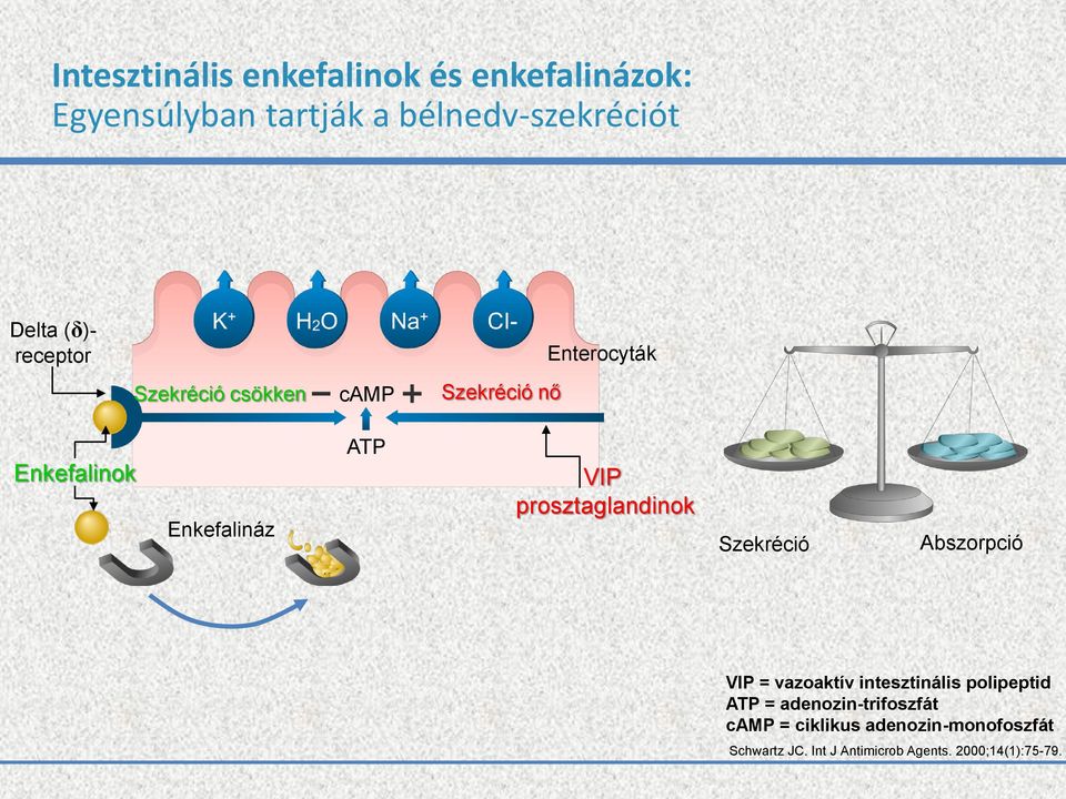 prosztaglandinok Szekréció Abszorpció VIP = vazoaktív intesztinális polipeptid ATP =