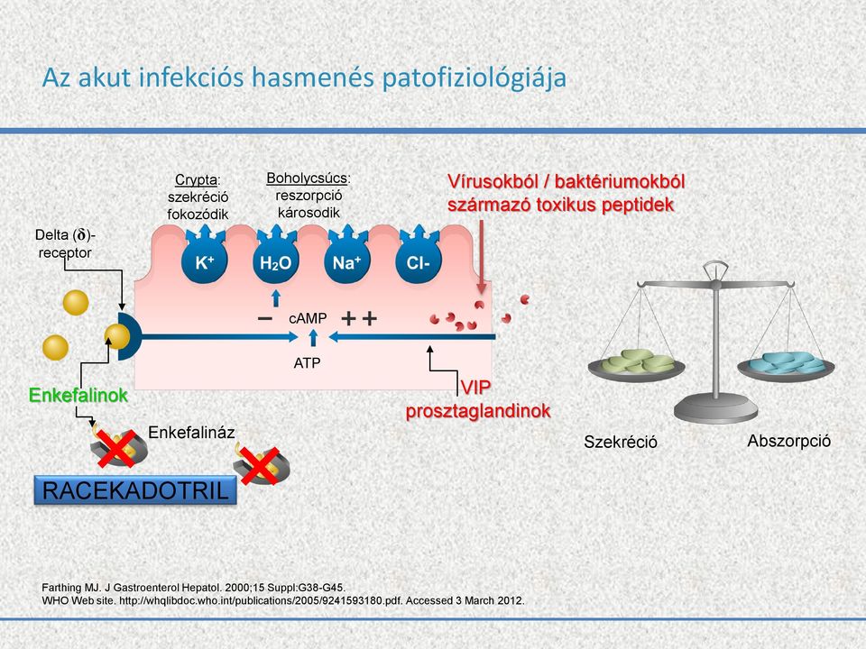 ATP VIP prosztaglandinok Szekréció Abszorpció RACEKADOTRIL Farthing MJ. J Gastroenterol Hepatol.