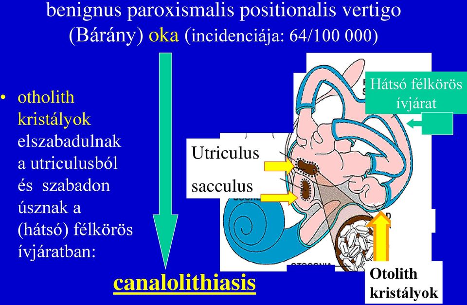 úsznak a (hátsó) félkörös ívjáratban: Utriculus sacculus tttttttttttttt