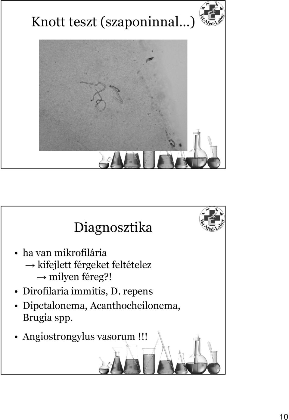 féreg?! Dirofilaria immitis, D.