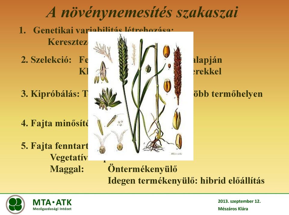 Kipróbálás: Termőképesség vizsgálata több termőhelyen 4. Fajta minősítése 5.