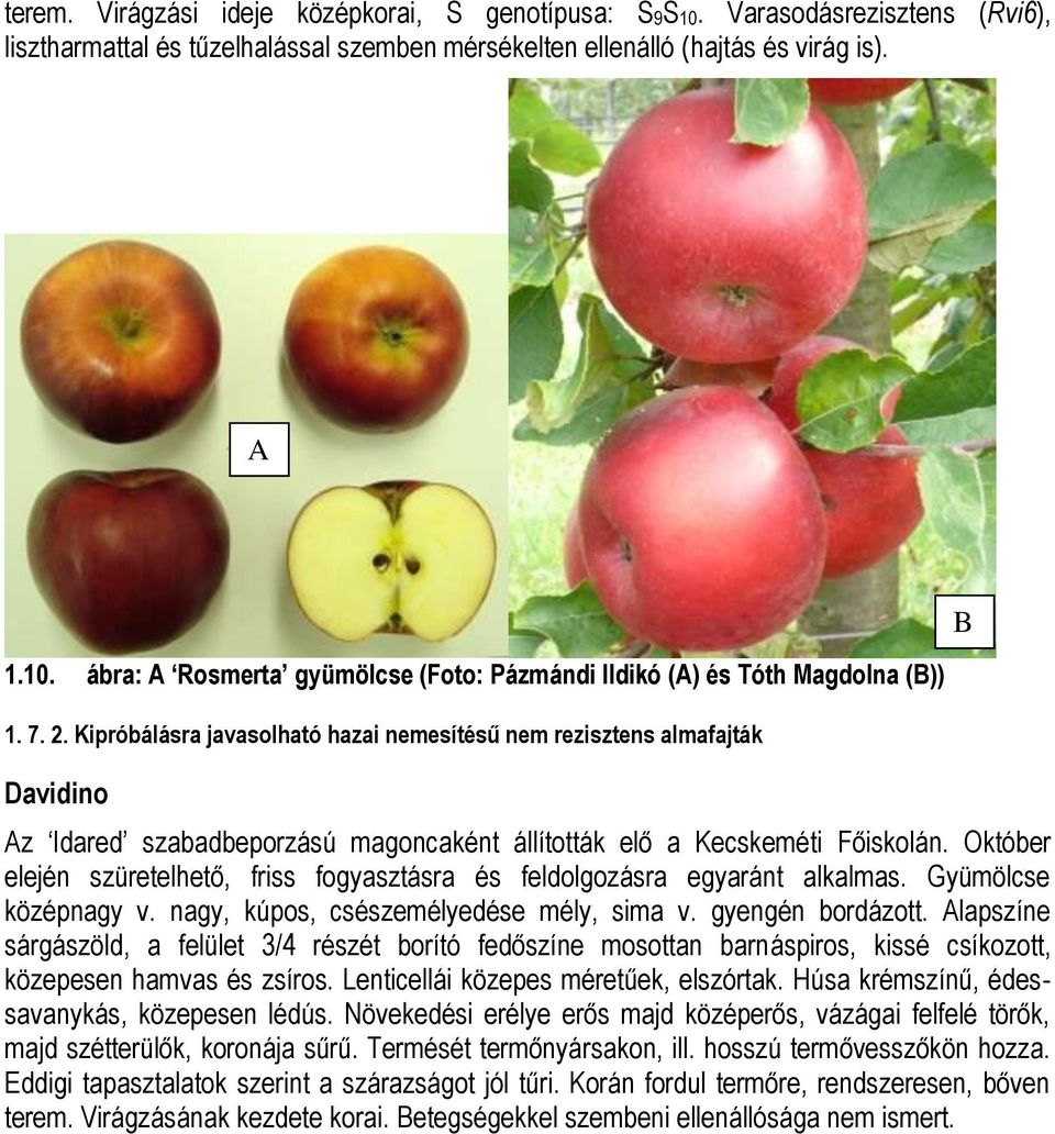 Október elején szüretelhető, friss fogyasztásra és feldolgozásra egyaránt alkalmas. Gyümölcse középnagy v. nagy, kúpos, csészemélyedése mély, sima v. gyengén bordázott.