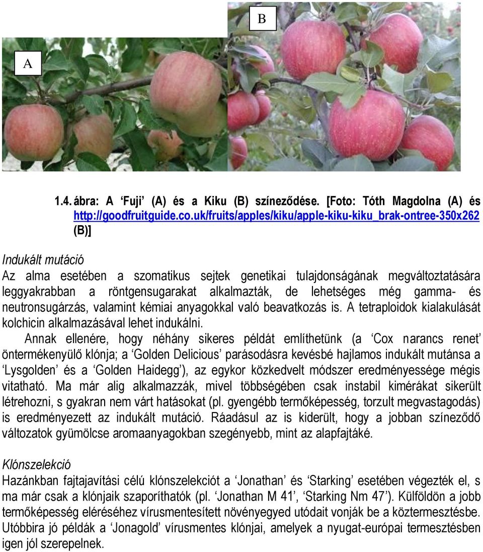 alkalmazták, de lehetséges még gamma- és neutronsugárzás, valamint kémiai anyagokkal való beavatkozás is. A tetraploidok kialakulását kolchicin alkalmazásával lehet indukálni.