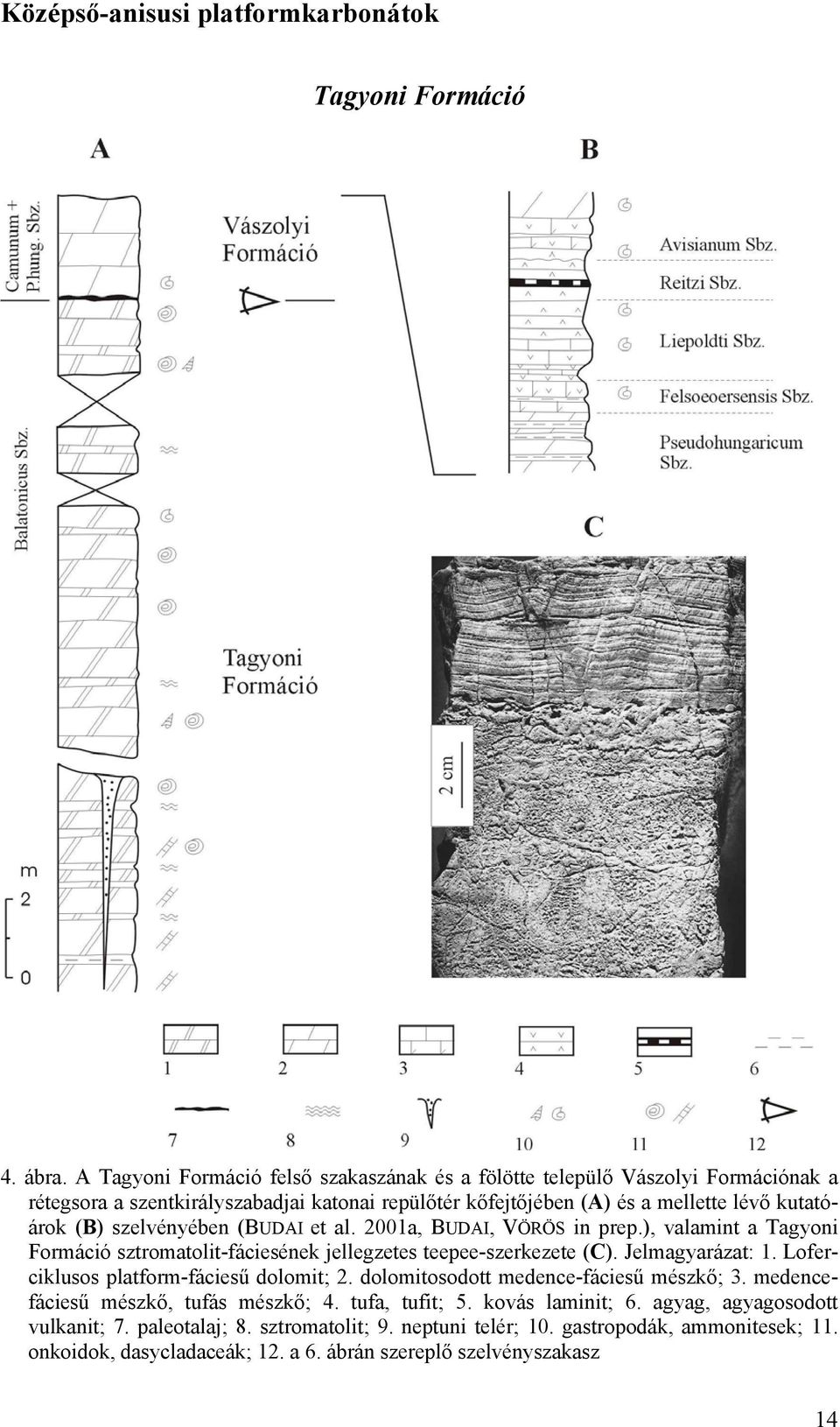 szelvényében (BUDAI et al. 2001a, BUDAI, VÖRÖS in prep.), valamint a Tagyoni Formáció sztromatolit-fáciesének jellegzetes teepee-szerkezete (C). Jelmagyarázat: 1.