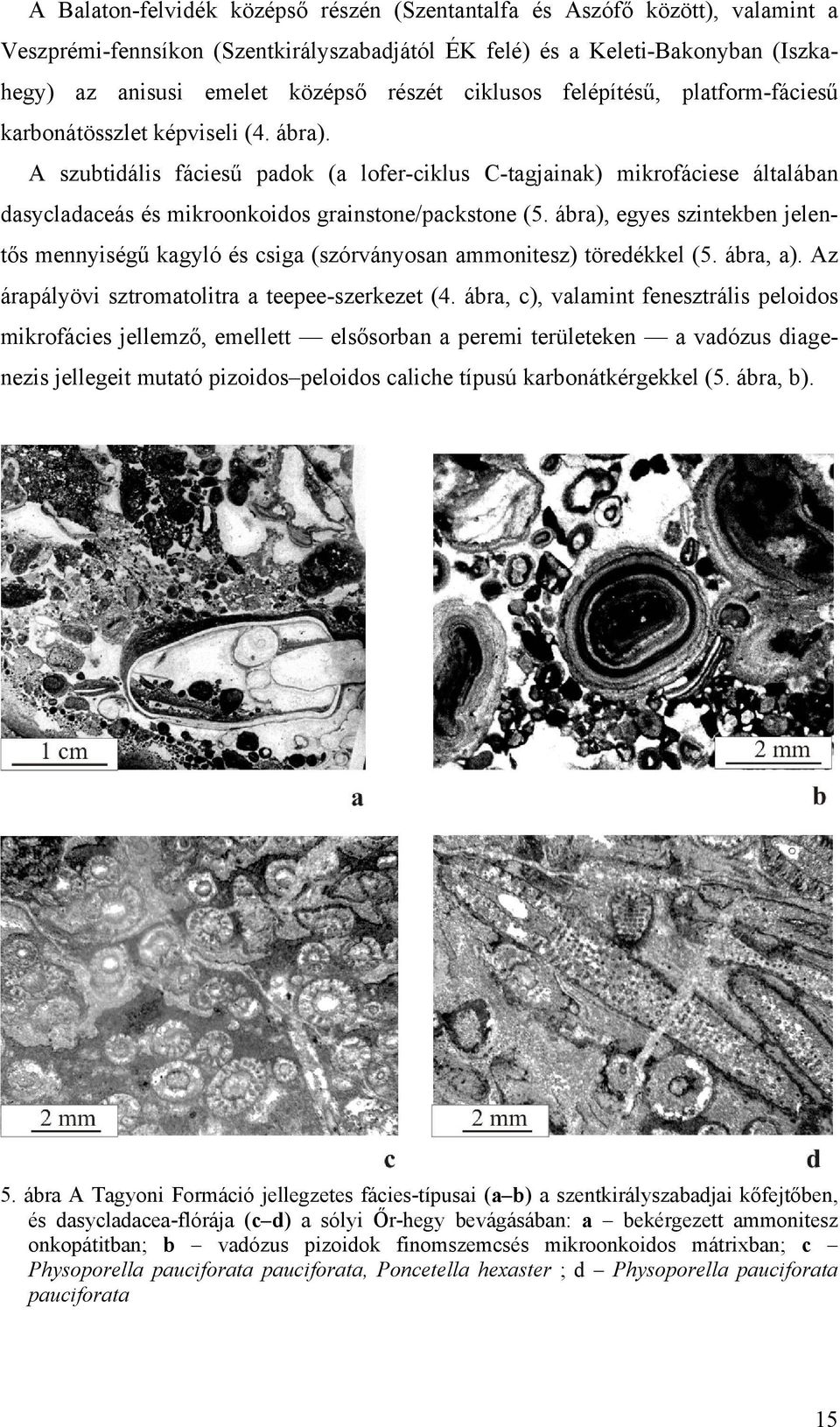 A szubtidális fáciesű padok (a lofer-ciklus C-tagjainak) mikrofáciese általában dasycladaceás és mikroonkoidos grainstone/packstone (5.