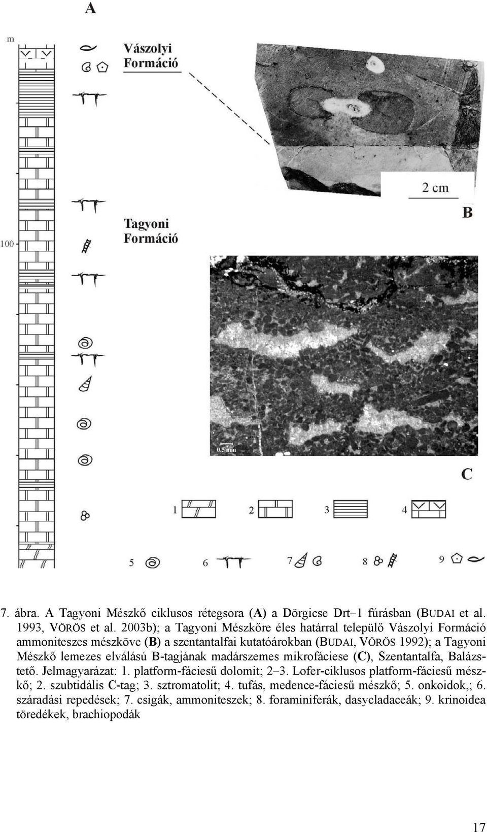 lemezes elválású B-tagjának madárszemes mikrofáciese (C), Szentantalfa, Balázstető. Jelmagyarázat: 1. platform-fáciesű dolomit; 2 3.