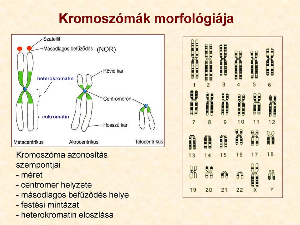 méret - centromer helyzete - másodlagos