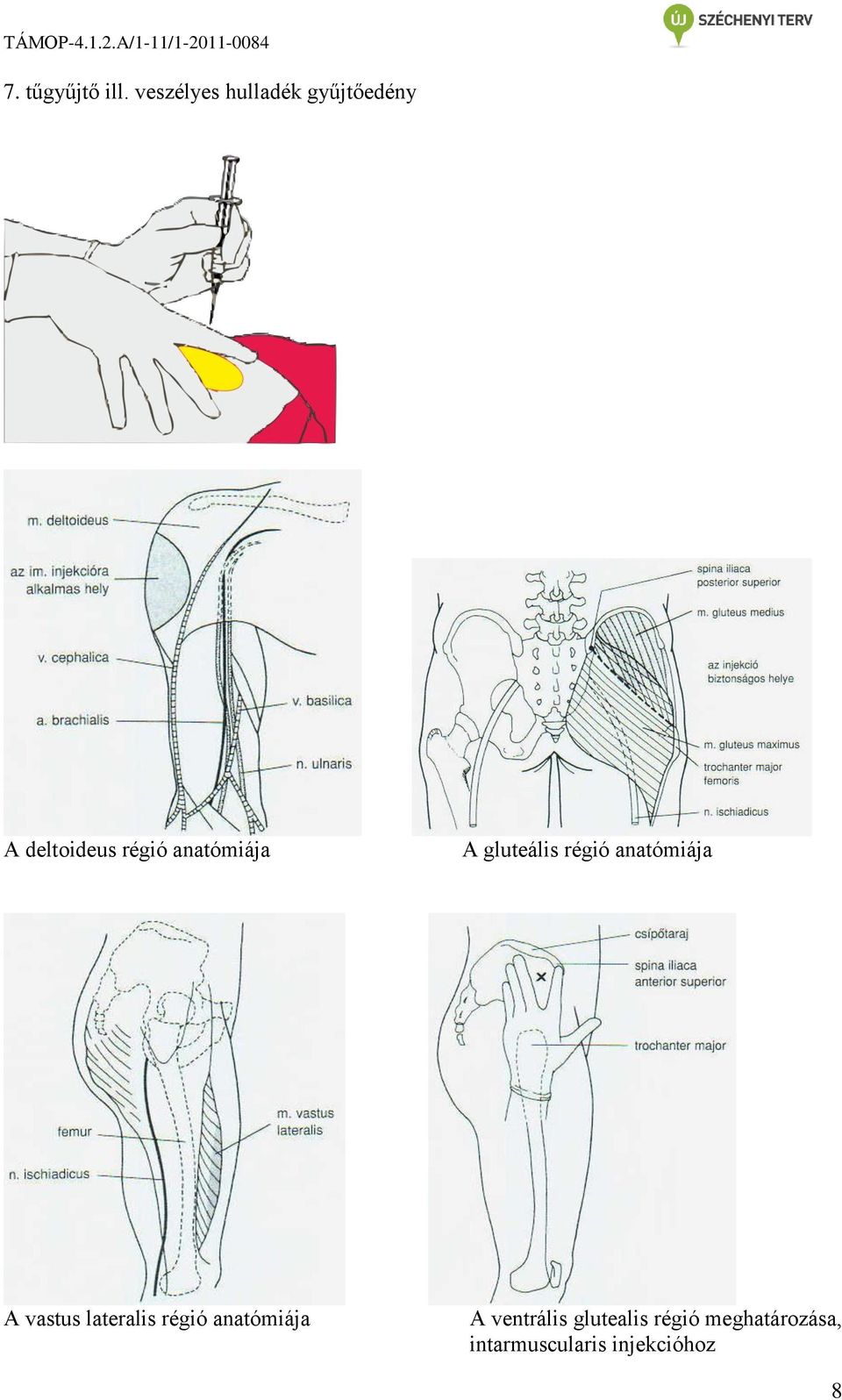 anatómiája A gluteális régió anatómiája A vastus