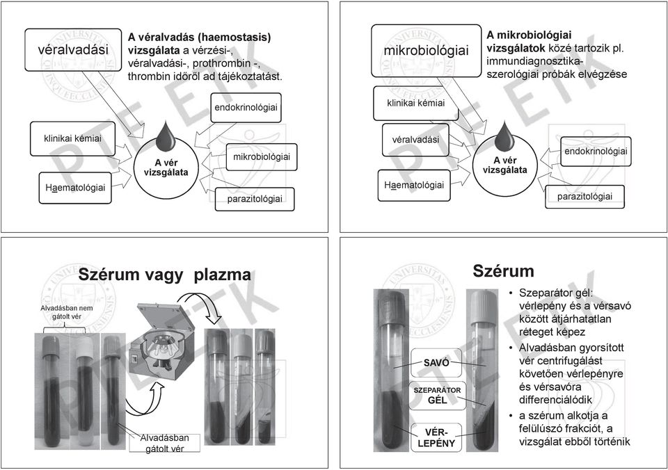 Haematológiai atol A vér vizsgálata endokrinológiai ológ iai parazitológiai Alvadásban an nem gátolt vér Szérum vagy plazma Alvadásban gátolt vér SAVÓ SZEPARÁTOR GÉL VÉR- LEPÉNY Szérum Szeparátor