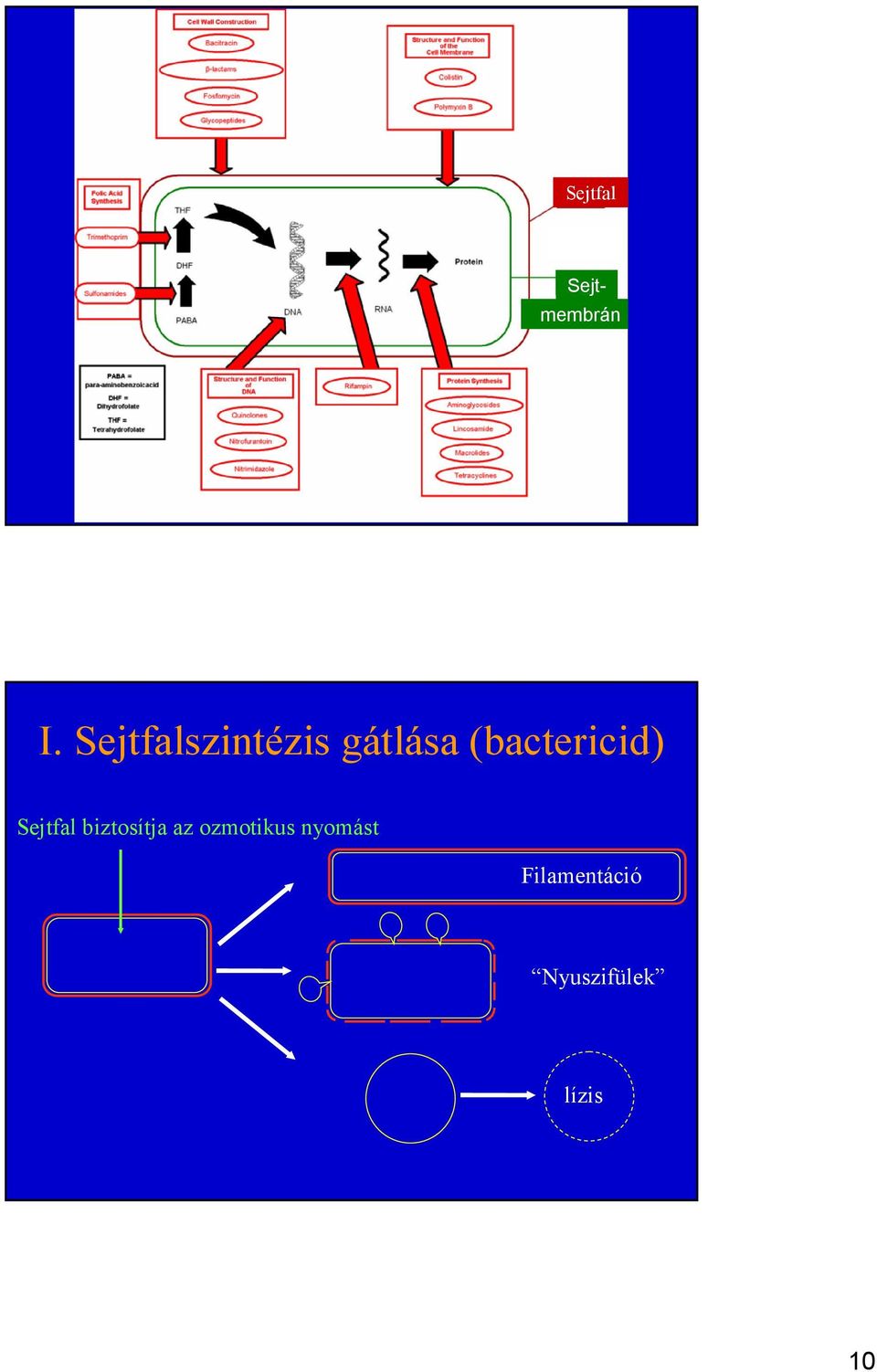 (bactericid) Sejtfal biztosítja