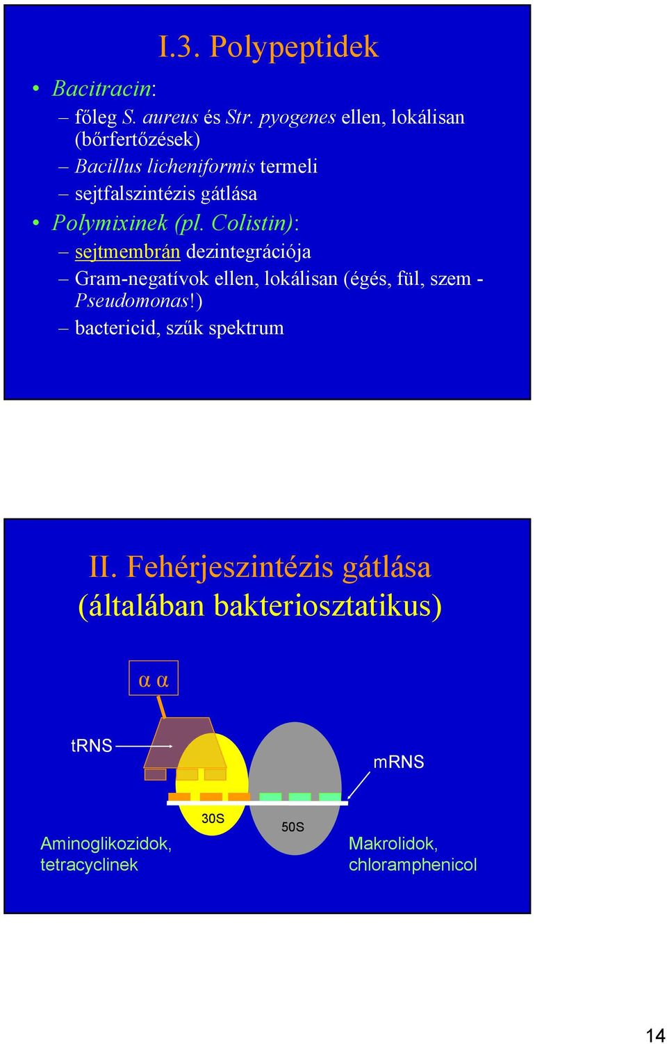 (pl. Colistin): sejtmembrán dezintegrációja Gram-negatívok ellen, lokálisan (égés, fül, szem - Pseudomonas!