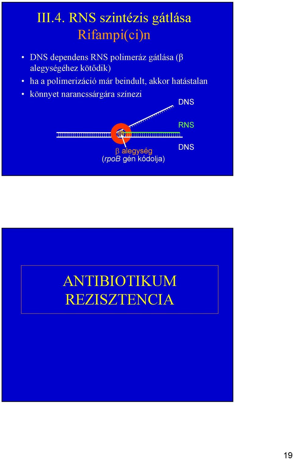 gátlása (β alegységéhez kötıdik) ha a polimerizáció már