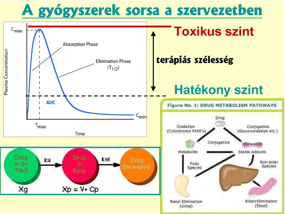 Toxikus szint terápiás