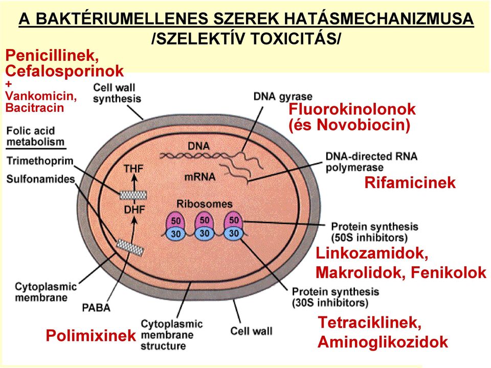 Bacitracin Fluorokinolonok (és Novobiocin) Rifamicinek