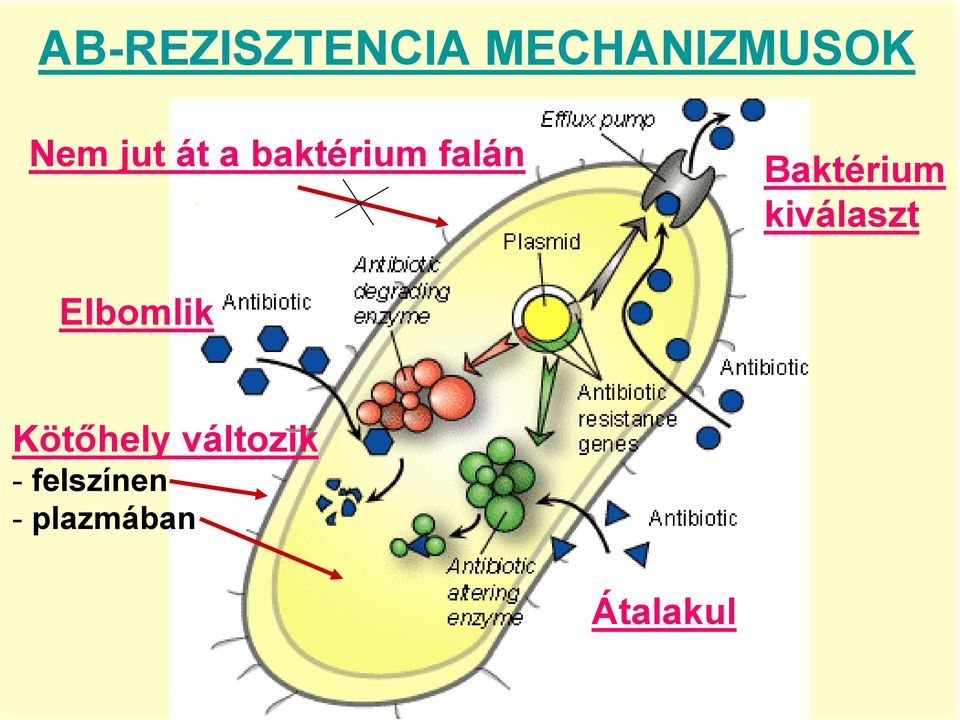 kiválaszt Elbomlik Kötıhely