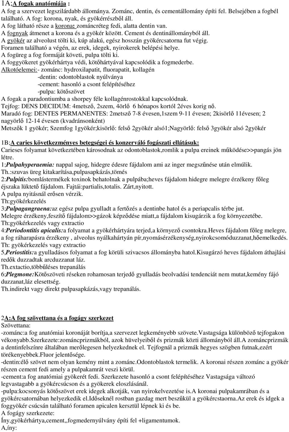 A gyökér az alveolust tölti ki, kúp alakú, egész hosszán gyökércsatorna fut végig. Foramen található a végén, az erek, idegek, nyirokerek belépési helye.