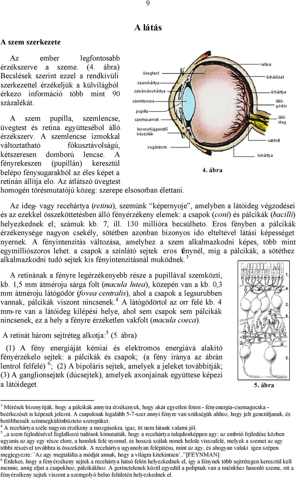 A fényrekeszen (pupillán) keresztül belépo fénysugarakból az éles képet a retinán állítja elo. Az átlátszó üvegtest homogén törésmutatójú közeg: szerepe elsosorban élettani. 4.