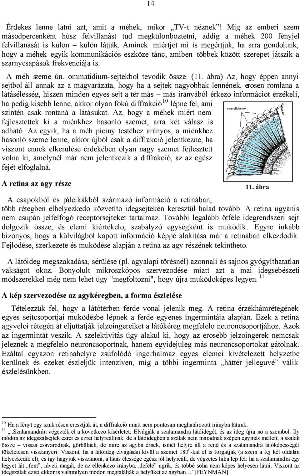 ommatidium-sejtekbol tevodik össze. (11.