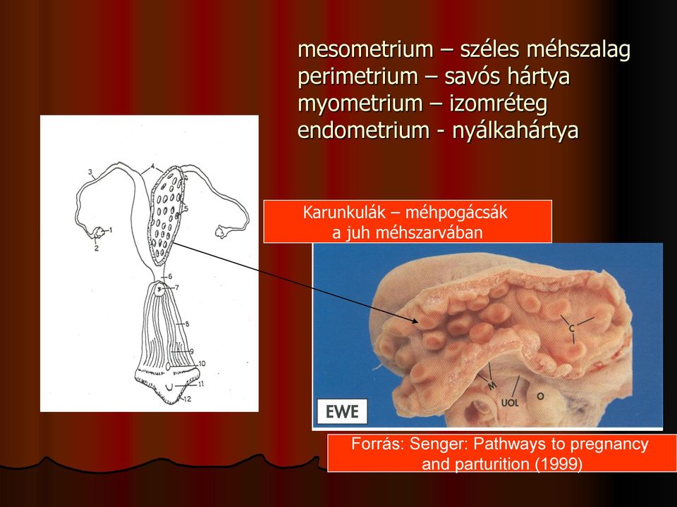 nyálkahártya Karunkulák méhpogácsák a juh