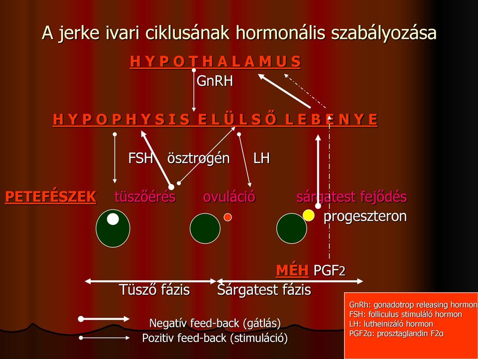 fázis MÉH PGF2 Sárgatest fázis Negatív feed-back (gátlás) Pozitiv feed-back (stimuláció) GnRh: