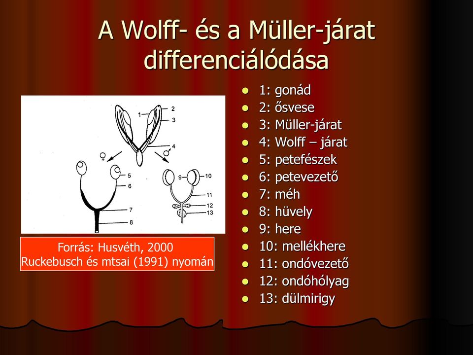 Müller-járat 4: Wolff járat 5: petefészek 6: petevezető 7: méh 8: