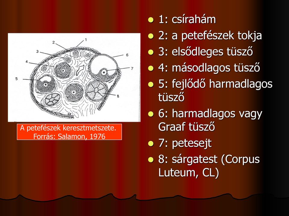 3: elsődleges tüsző 4: másodlagos tüsző 5: fejlődő