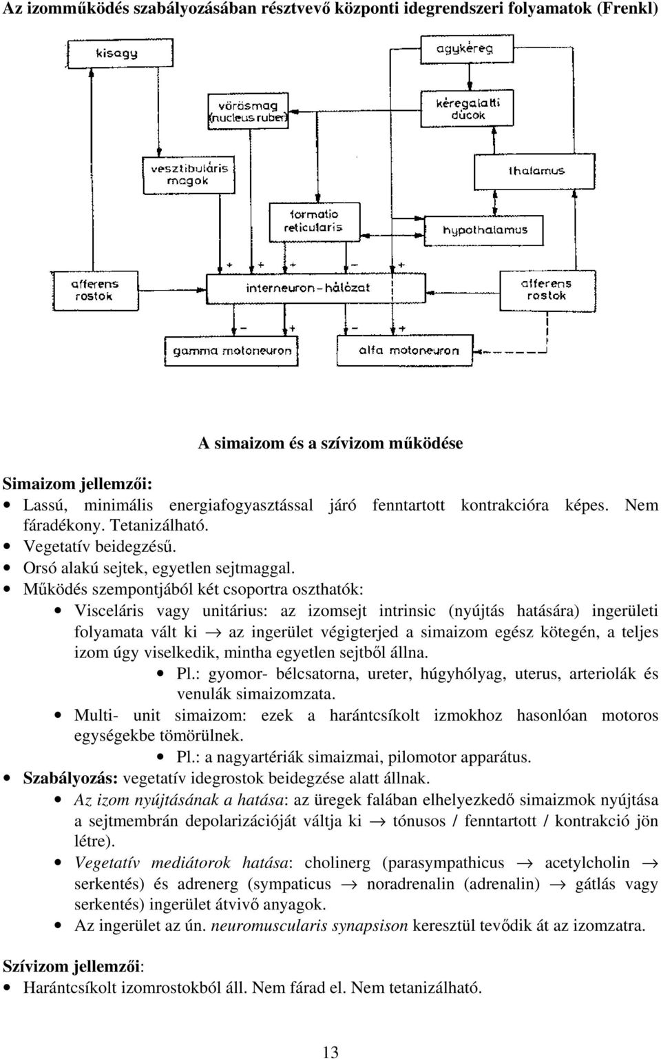 Működés szempontjából két csoportra oszthatók: Visceláris vagy unitárius: az izomsejt intrinsic (nyújtás hatására) ingerületi folyamata vált ki az ingerület végigterjed a simaizom egész kötegén, a