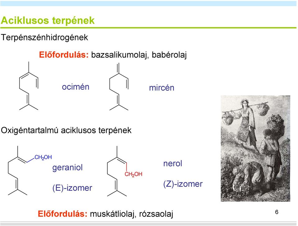 xigéntartalmú aciklusos terpének C 2 geraniol