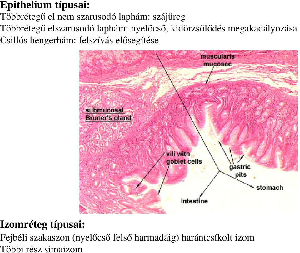 megakadályozása Csillós hengerhám: felszívás elősegítése Izomréteg