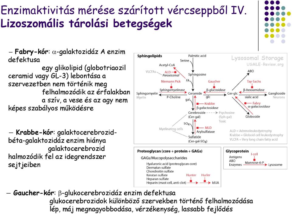 történik meg felhalmozódik az érfalakban a szív, a vese és az agy nem képes szabályos működésre Krabbe-kór: galaktocerebrozid- béta-galaktozidáz enzim hiánya