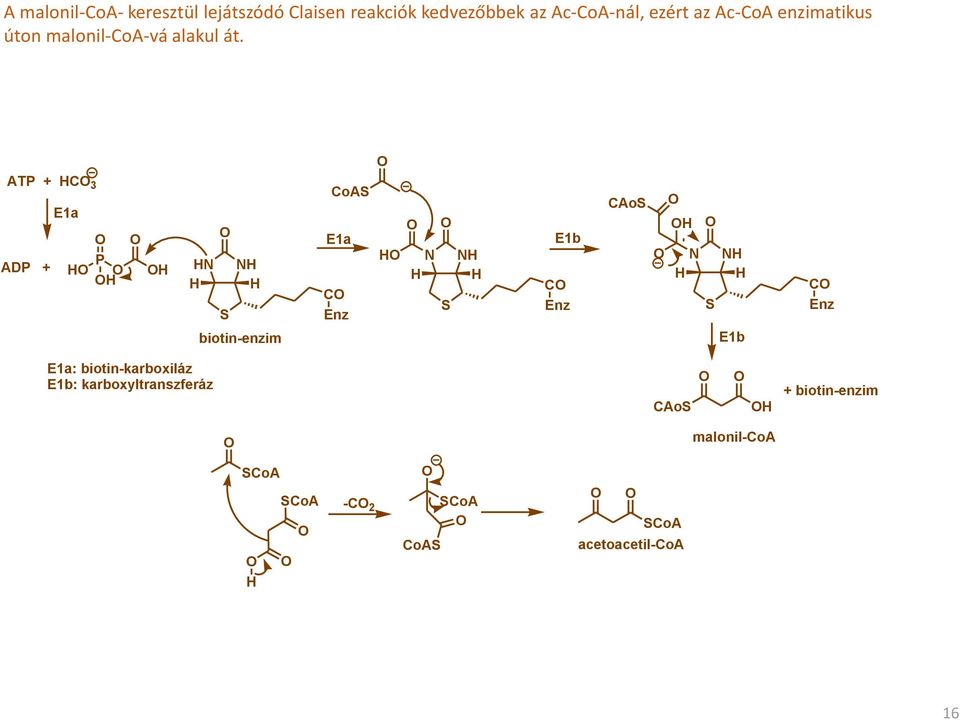 ATP + C 3 ADP + E1a P S biotin-enzim CoAS E1a C Enz S E1b C Enz CAoS S E1b C Enz E1a: