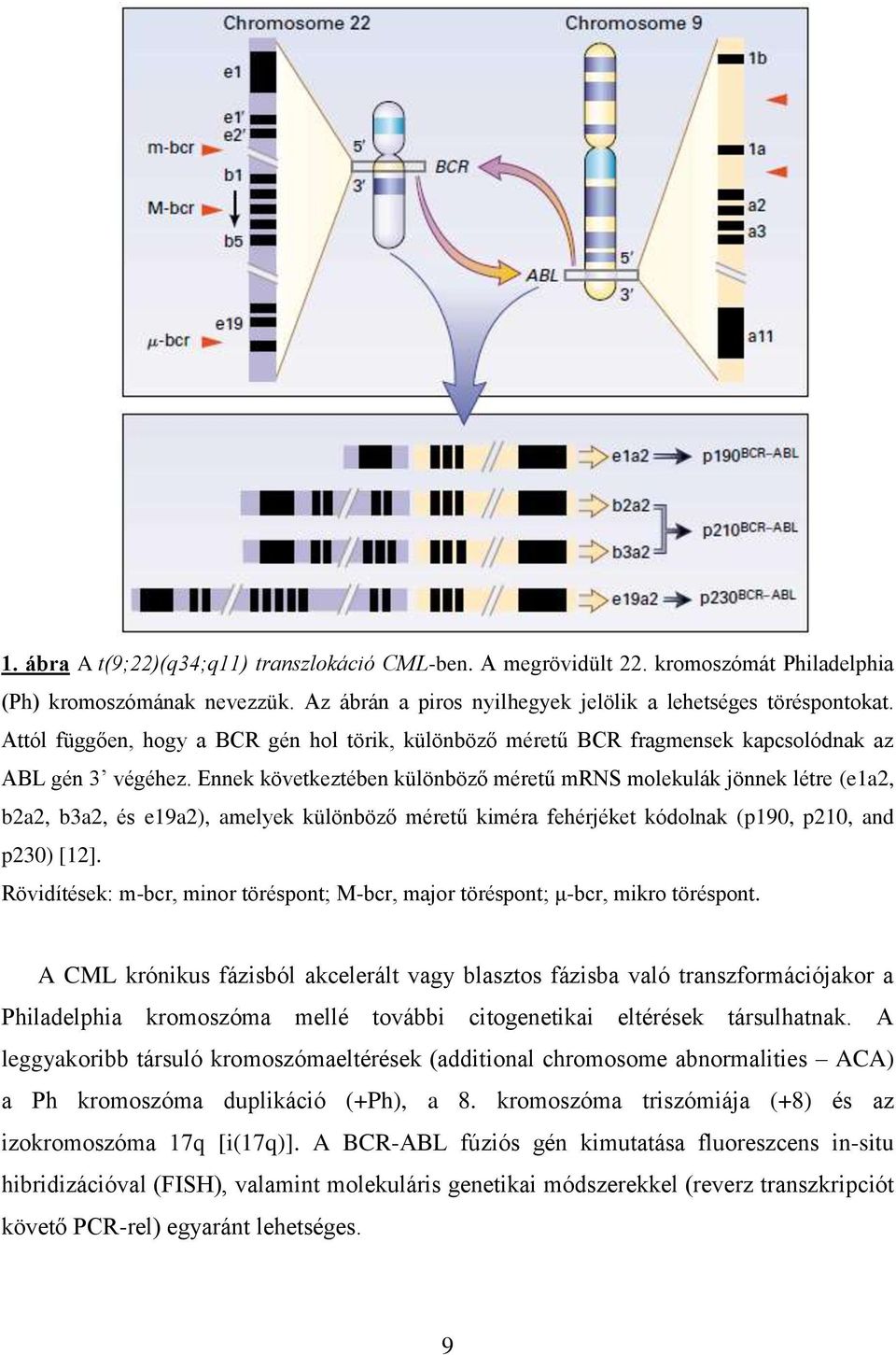 Ennek következtében különböző méretű mrns molekulák jönnek létre (e1a2, b2a2, b3a2, és e19a2), amelyek különböző méretű kiméra fehérjéket kódolnak (p190, p210, and p230) [12].