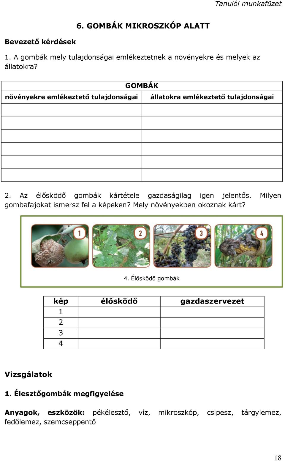 Az élősködő gombák kártétele gazdaságilag igen jelentős. Milyen gombafajokat ismersz fel a képeken? Mely növényekben okoznak kárt? 4.