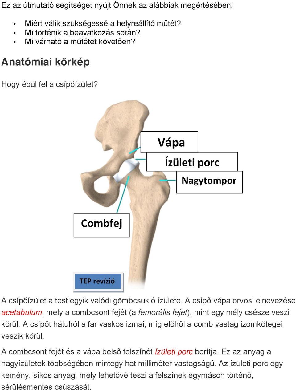 A csípő vápa orvosi elnevezése acetabulum, mely a combcsont fejét (a femorális fejet), mint egy mély csésze veszi körül.