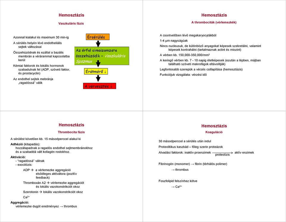 nagyságúak Nincs nucleusuk, de különbözı anyagokat képesek szekretálni, valamint képesek kontrahálni (tartalmaznak actint és miozint) A vérben kb. 150,000-350,000/mm 3 A keringı vérben kb.