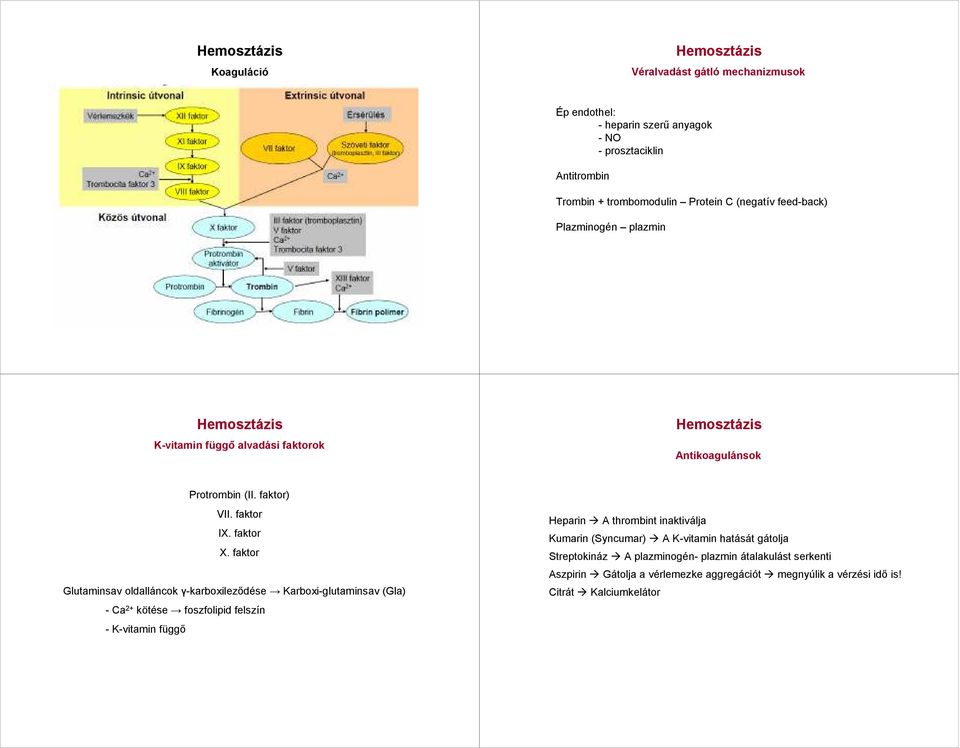 faktor Glutaminsav oldalláncok γ-karboxilezıdése Karboxi-glutaminsav (Gla) - Ca 2+ kötése foszfolipid felszín - K-vitamin függı Heparin A thrombint inaktiválja