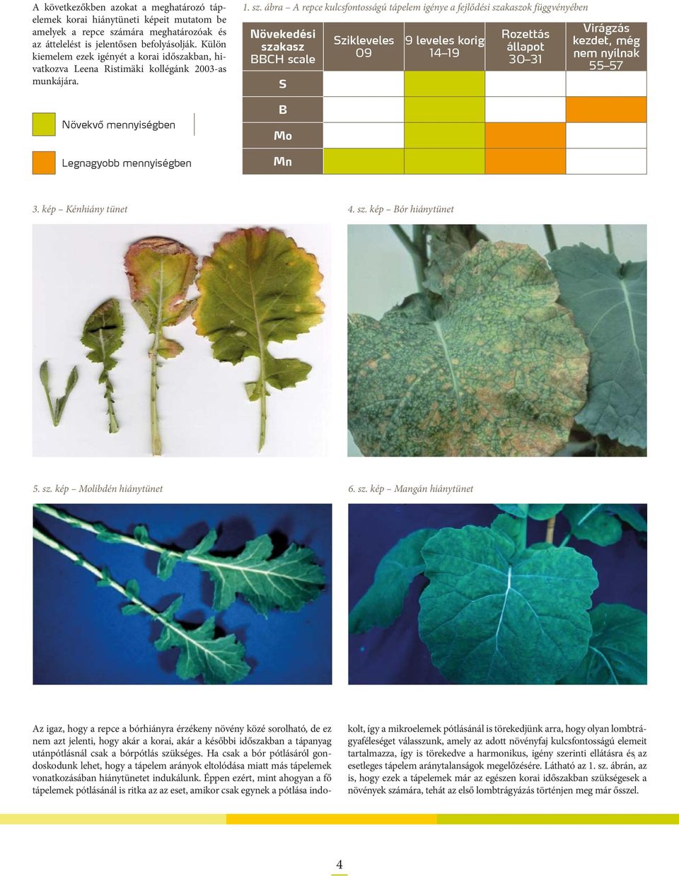 ábra A repce kulcsfontosságú tápelem igénye a fejlődési szakaszok függvényében Növekedési szakasz BBCH scale S B Mo Mn Szikleveles 09 9 leveles korig 14 19 Rozettás állapot 30 31 Virágzás kezdet, még