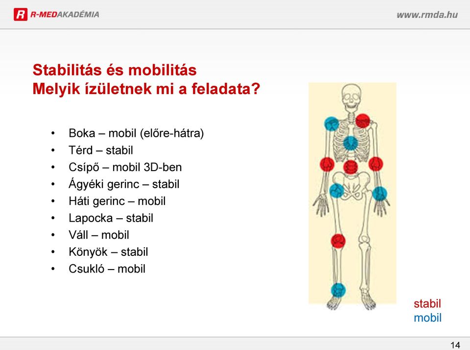 3D-ben Ágyéki gerinc stabil Háti gerinc mobil Lapocka