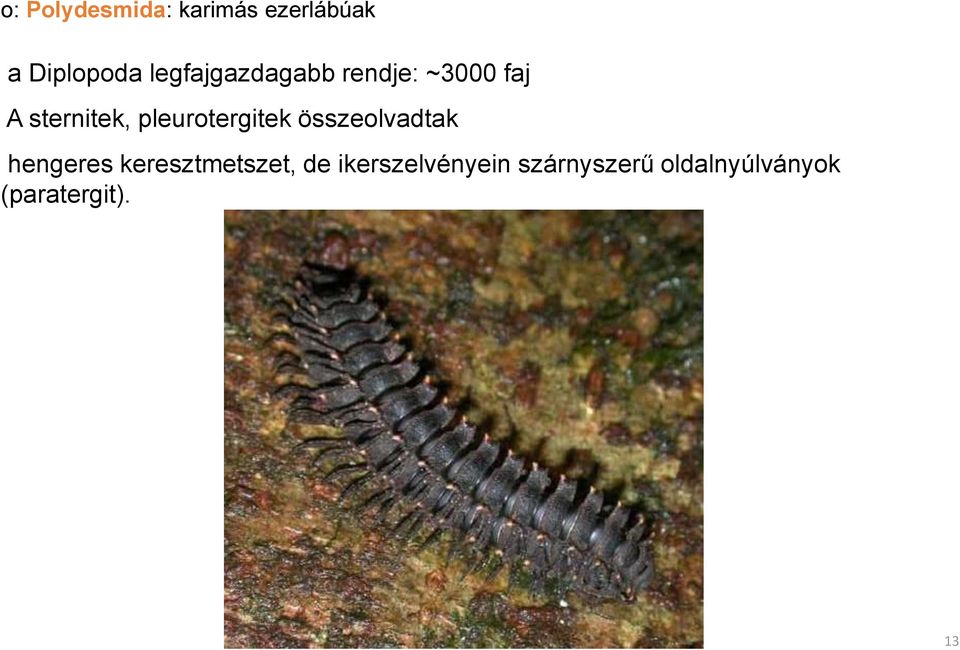 pleurotergitek összeolvadtak hengeres