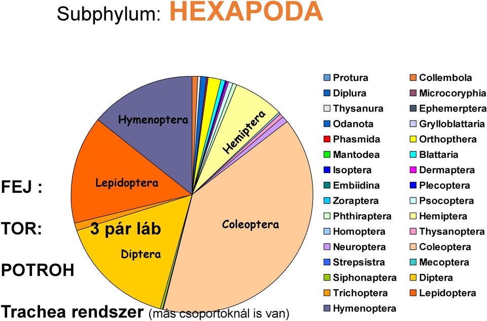 Homoptera Neuroptera Strepsistra Siphonaptera Trichoptera Hymenoptera Collembola Microcoryphia Ephemerptera