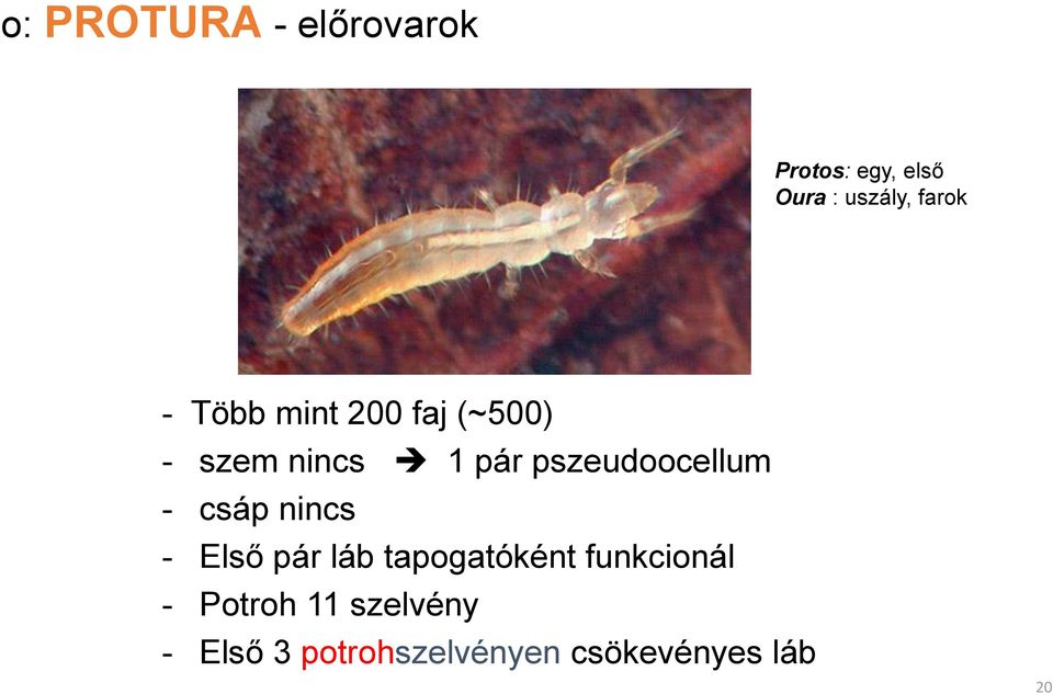 pszeudoocellum - csáp nincs - Első pár láb tapogatóként