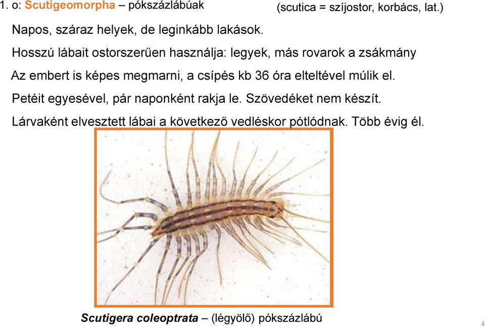 Hosszú lábait ostorszerűen használja: legyek, más rovarok a zsákmány Az embert is képes megmarni, a csípés kb