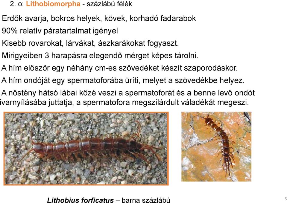 A hím először egy néhány cm-es szövedéket készít szaporodáskor. A hím ondóját egy spermatoforába üríti, melyet a szövedékbe helyez.