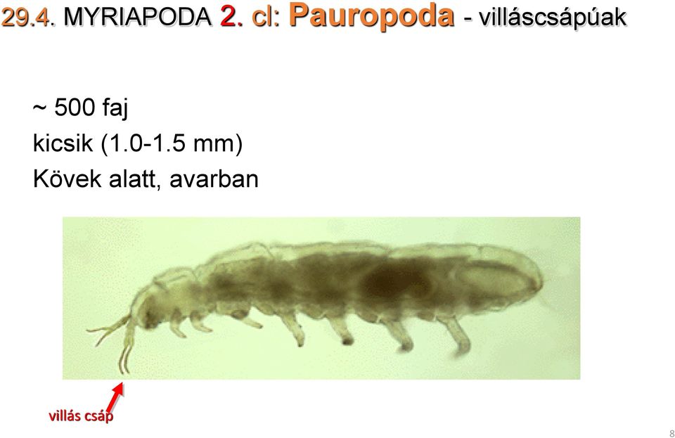 villáscsápúak ~ 500 faj