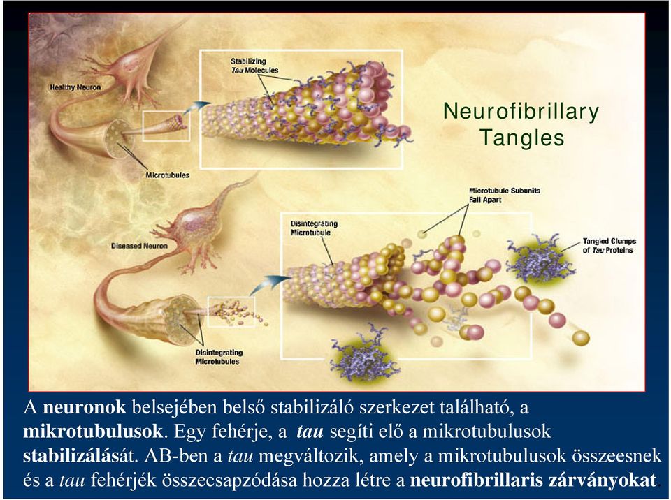 Egy fehérje, a tau segíti elő a mikrotubulusok stabilizálását.