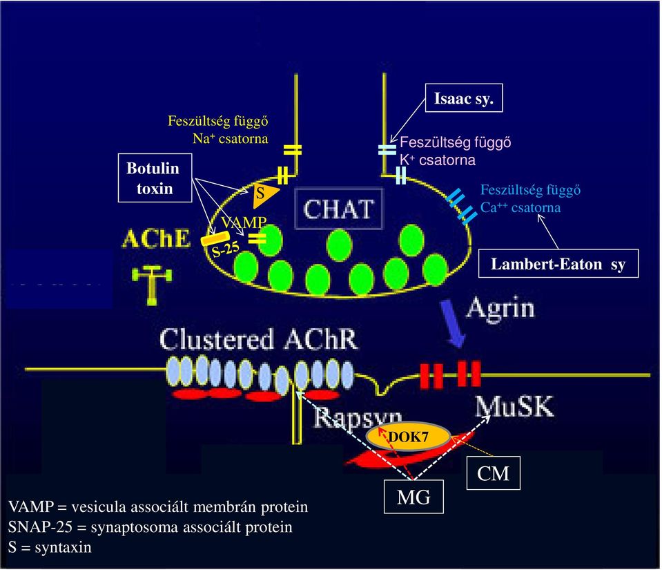 Lambert-Eaton sy VAMP = vesicula associált membrán protein