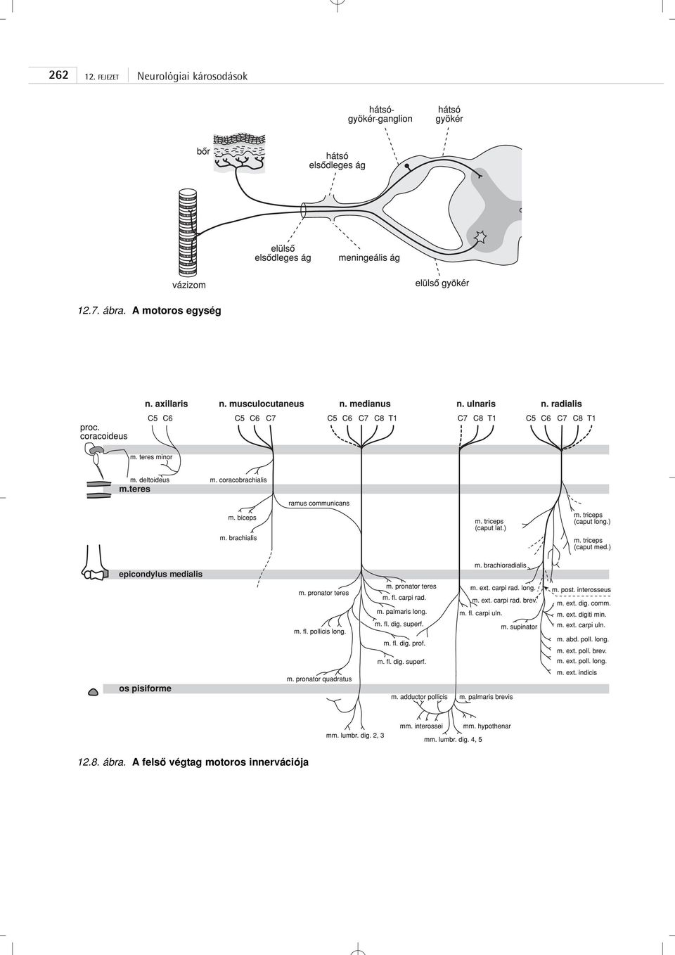 epicondylus medialis 12.8.