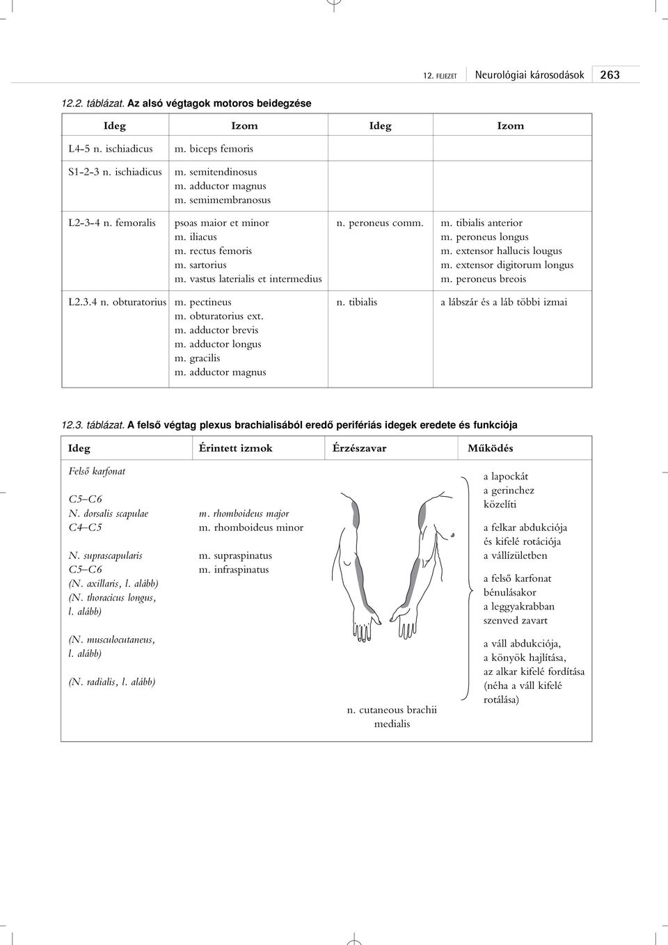 extensor digitorum longus m. vastus laterialis et intermedius m. peroneus breois L2.3.4 n. obturatorius m. pectineus n. tibialis a lábszár és a láb többi izmai m. obturatorius ext. m. adductor brevis m.