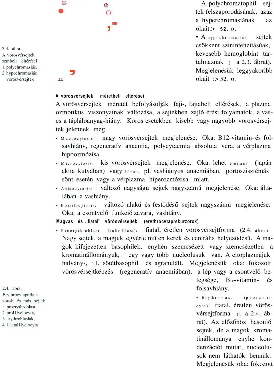 Erythrocytaprekurzorok és más sejtek 1 proerythroblast, 2 prol1lyelocyta, 3 erythroblaslak, 4 l1letal1lyelocyta A vörösvérsejtek méretbeli eltérései A vörösvérsejtek méretét befolyásolják faji-,