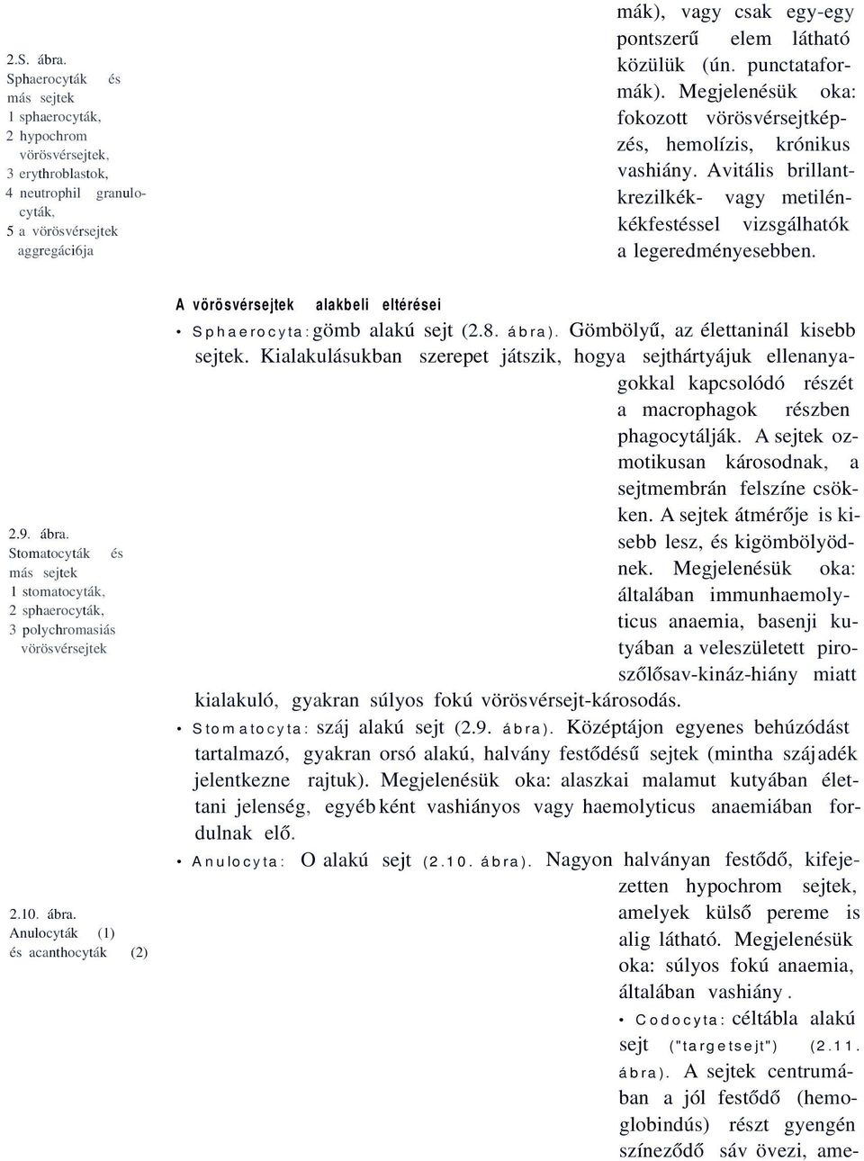 közülük (ún. punctataformák). Megjelenésük oka: fokozott vörösvérsejtképzés, hemolízis, krónikus vashiány. Avitális brillantkrezilkék- vagy metilénkékfestéssel vizsgálhatók a legeredményesebben. 2.9.